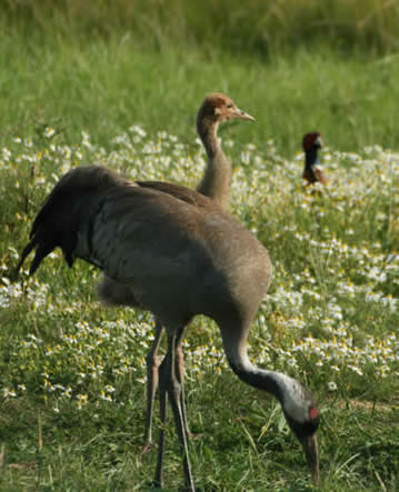 adult with juvenile