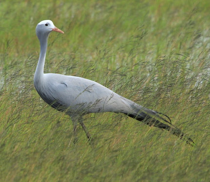 blue crane