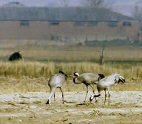 1979 - three cranes appear at Horsey