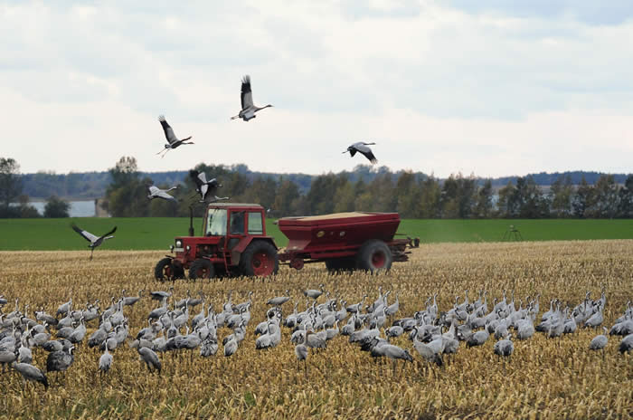 corn spread for cranes