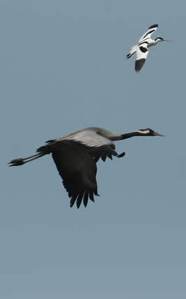 crane and avocet