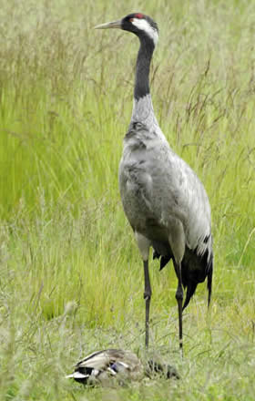 crane at Horsey