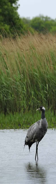 crane in reed pool