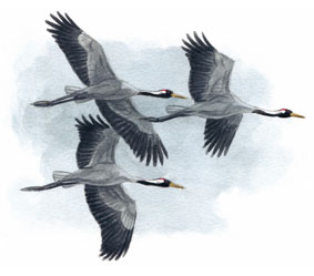 Cranes in flight