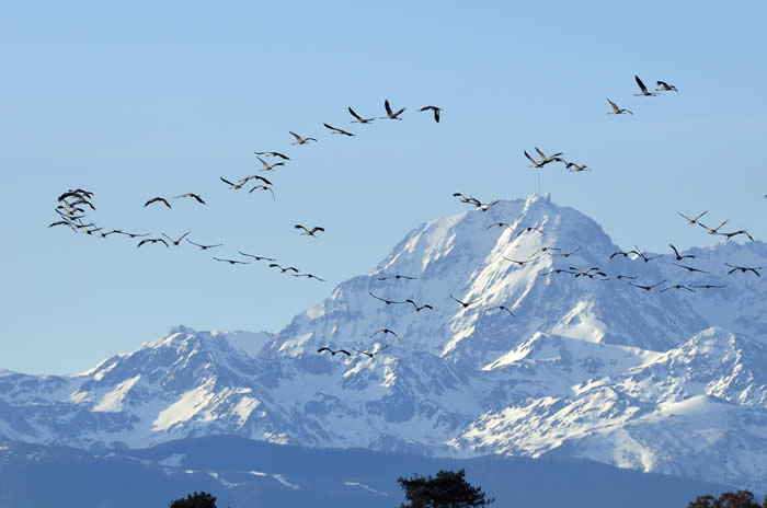 cranes approach the Frech Pyrenees