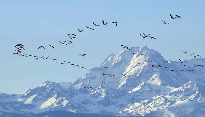 cranes approach the Frech Pyrenees