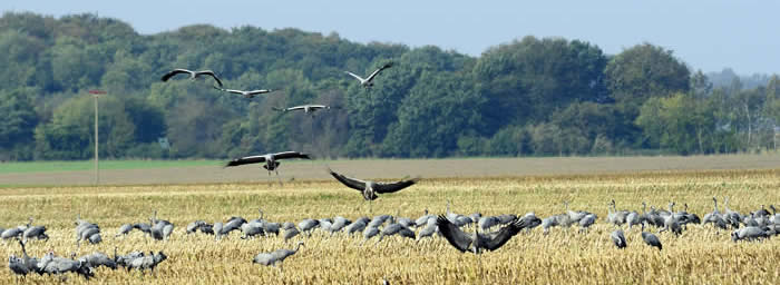 cranes on maize stubble